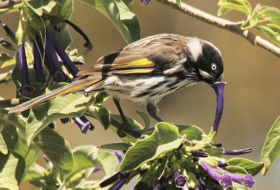 New Holland honeyeater,Phylidonyris novaehollandiae Yes ,I found it. New Holland honeyeater inserting its beack al the way into the trumpet shaped flower to reach the nectar source. Eamw birds,Eamw honeyeaters,New Holland honeyeater,Phylidonyris novaehollandiae,Victor Harbor SA