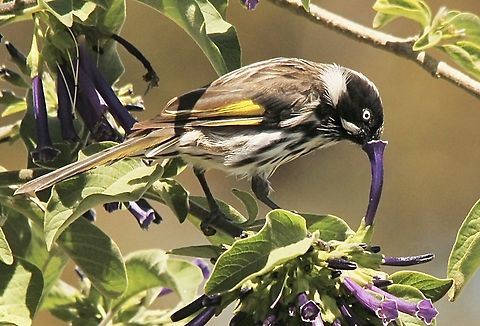 New Holland honeyeater,Phylidonyris novaehollandiae Yes ,I found it. New Holland honeyeater inserting its beack al the way into the trumpet shaped flower to reach the nectar source. Eamw birds,Eamw honeyeaters,New Holland honeyeater,Phylidonyris novaehollandiae,Victor Harbor SA