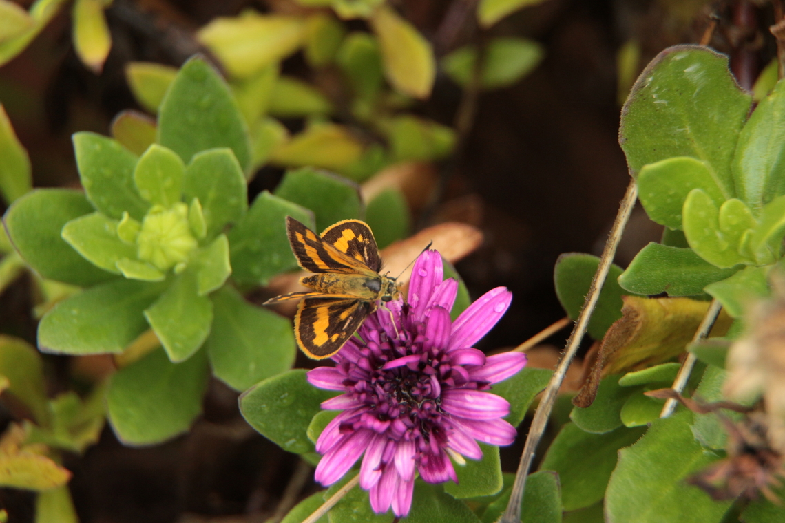 Greenish grass-dart. - Ocybadistes walkeri  Australia,Eamw butterflies,Geotagged,Greenish grass-dart,Ocybadistes walkeri,Summer,eamw skippers