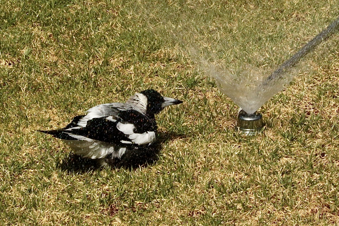 Australian Magpie - Gymnorhina tibicen Cooling down on a very warm day. Australia,Australian magpie,Geotagged,Gymnorhina tibicen,Spring,eamw birds