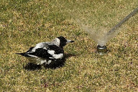 Australian Magpie - Gymnorhina tibicen Cooling down on a very warm day. Australia,Australian magpie,Geotagged,Gymnorhina tibicen,Spring,eamw birds