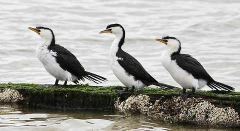 Australian Pied Cormorant - Phalacrocorax vafius Resting after a fishing venture. Australia,Australian Pied Cormorant,Birds Mornington,Eamw birds,Geotagged,Phalacrocorax varius