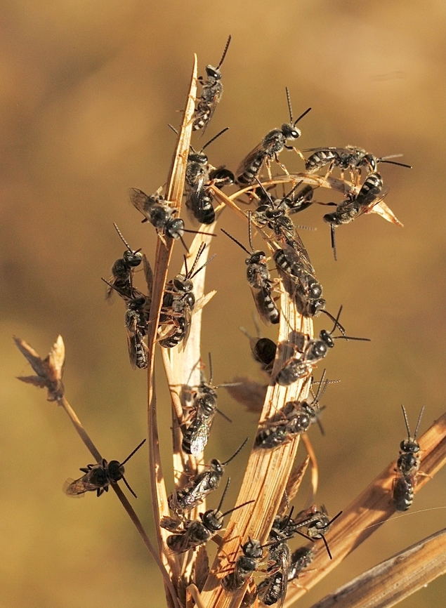 Genus Lasioglossum  Australia,Eamw bees,Geotagged,Spring