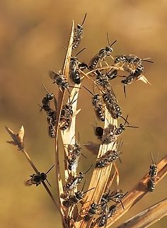 Genus Lasioglossum  Australia,Eamw bees,Geotagged,Spring