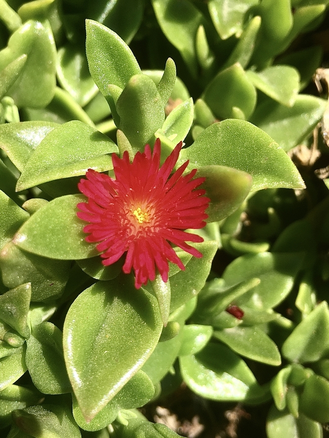 Heart-leaf Ice Plant - Mesembryanthemum cordifolium Introduced to Australia from South Africa Australia,Geotagged,Heart-leaf Ice Plant,Mesembryanthemum cordifolium,Summer,eamw flora