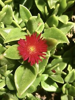 Heart-leaf Ice Plant - Mesembryanthemum cordifolium Introduced to Australia from South Africa Australia,Geotagged,Heart-leaf Ice Plant,Mesembryanthemum cordifolium,Summer,eamw flora