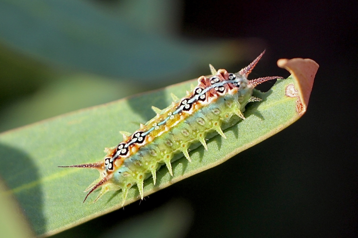 Four-Spotted Cup Moth - Doratifera quadriguttata Feeding on Eucalyptus diversifolia - coastal white mallee gum<br />
<br />
 Australia ew,Doratifera ew,Doratifera quadriguttata,Eamw caterpillars,Eamw moth,Feb 2022,Four-Spotted Cup Moth,SA AUST,Waitpinga SA