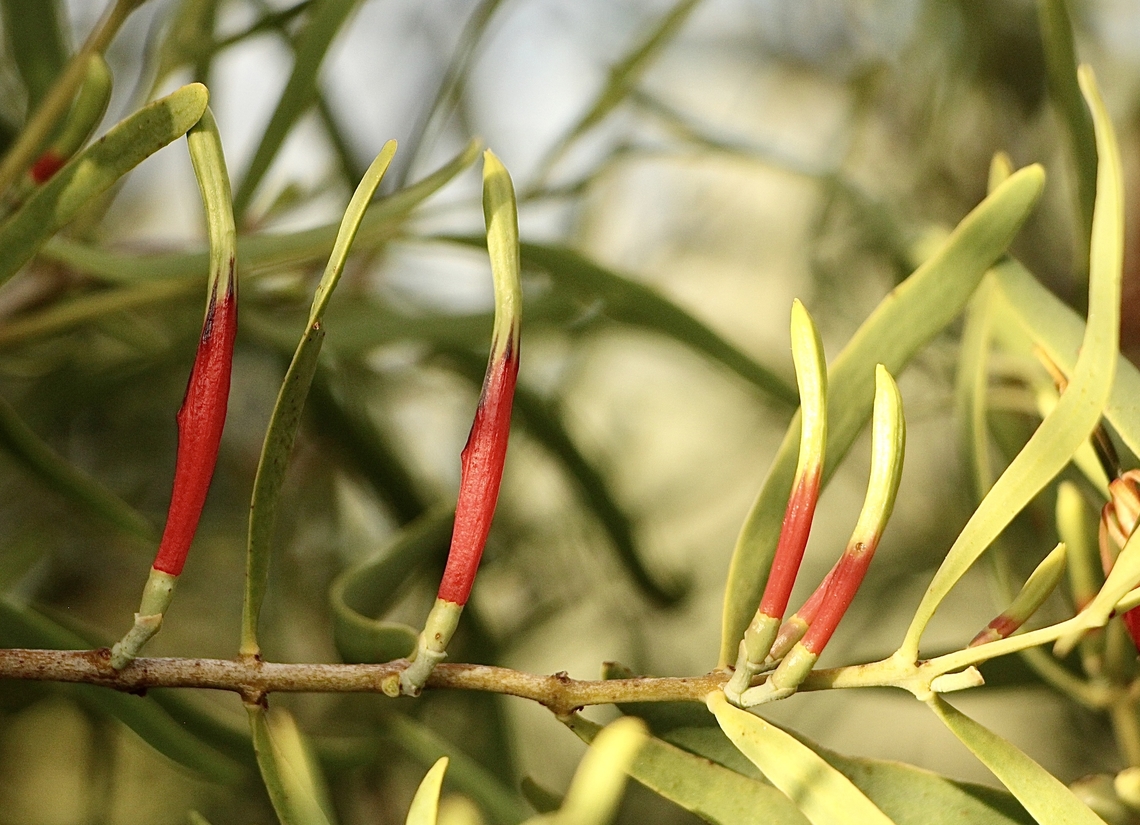 Harlequin Mistletoe - Lysiana exocarpi Unopened flowers Australia,Eamw mistletoe,Geotagged,Harlequin Mistletoe,Lysiana exocarpi,Summer,eamw flora