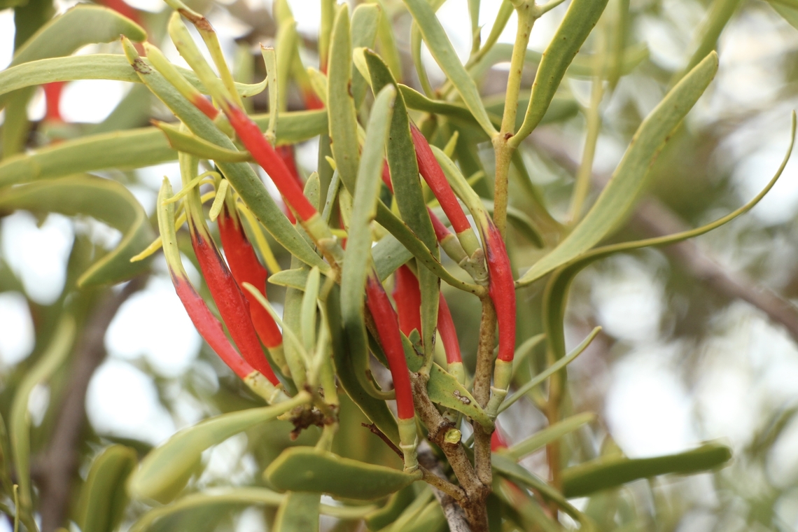 Harlequin Mistletoe - Lysiana exocarpi The leaves of this mistletoe resemble the leaves of the host plant , except being a bit smaller Australia,Eamw mistletoe,Geotagged,Harlequin Mistletoe,Lysiana exocarpi,Summer,eamw flora