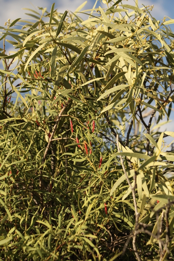 Harlequin Mistletoe - Lysiana exocarpi Showing size difference and similarity in the leaves,the host plant - Santalum acuminatum being in the top right corner. Australia,Eamw mistletoe,Geotagged,Harlequin Mistletoe,Lysiana exocarpi,Summer,eamw flora