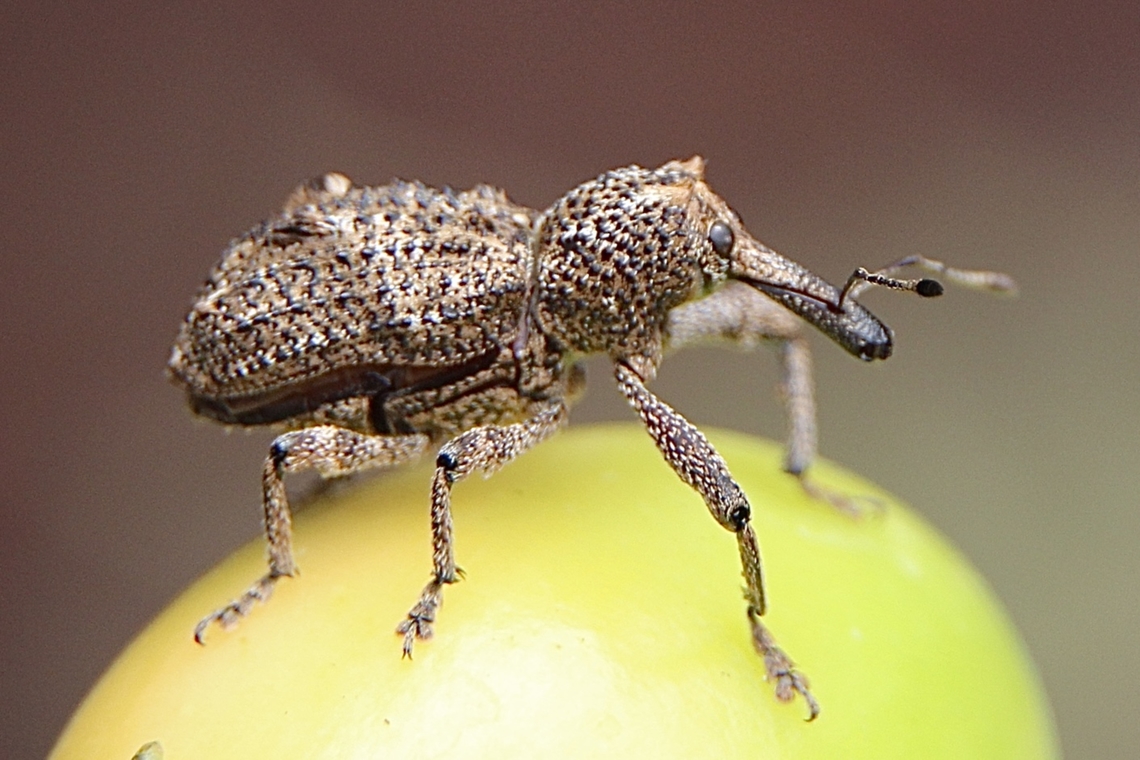 Elephant Weevil - Orthorhinus cylindrirostris Resting on a kangaroo apple fruit. Australia,Eamw weevils,Elephant Weevil,Geotagged,Orthorhinus cylindrirostris,Summer