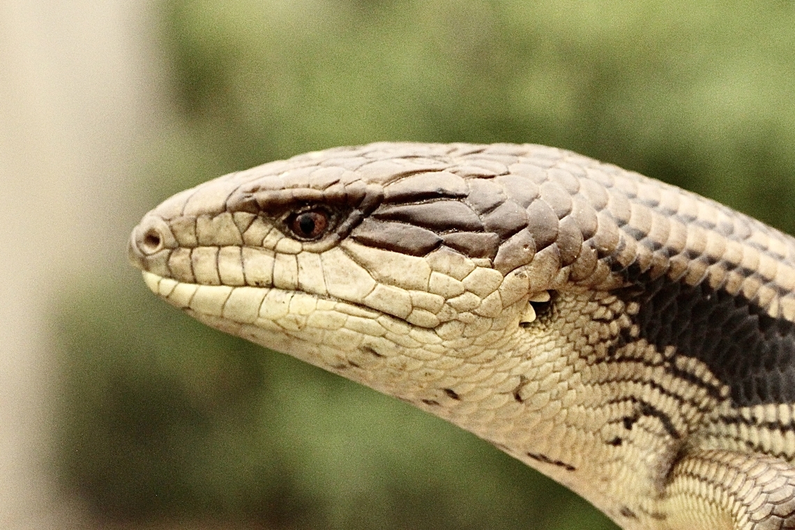 Eastern blue-tongued lizard - Tiliqua scincoides scincoides Portrait of a juvenile . Australia,Eamw reptiles,Eastern blue-tongued lizard,Geotagged,Summer,Tiliqua scincoides scincoides