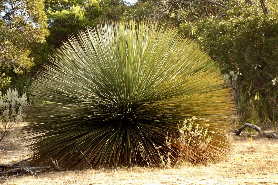 Tufted Grass -Tree - Xanthorrhoea semiplana It is big. Australia,Eamw flora,Geotagged,Summer,Tufted Grass-Tree,Xanthorrhoea semiplana