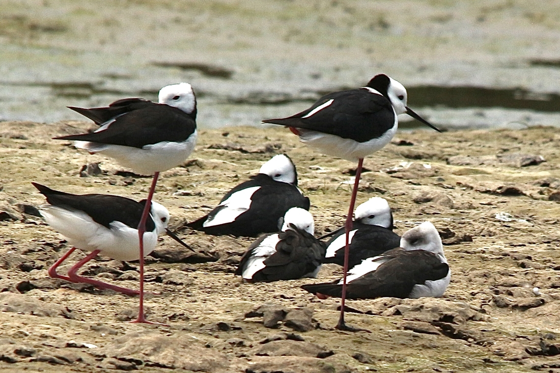 Pied stilts- Himantopus leucocephalus The far right bird resting is a juvenile. Australia,Eamw birds,Geotagged,Himantopus leucocephalus,Pied stilt,Summer