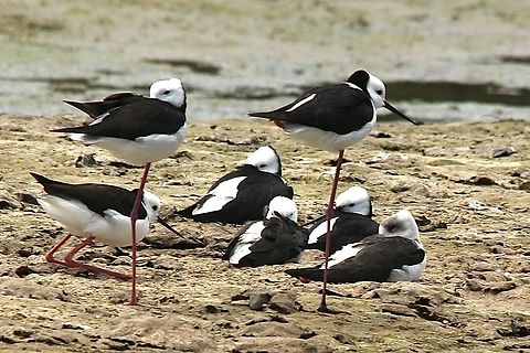 Pied stilts- Himantopus leucocephalus The far right bird resting is a juvenile. Australia,Eamw birds,Geotagged,Himantopus leucocephalus,Pied stilt,Summer
