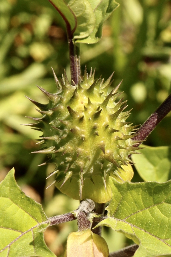 Common thorn apple - Datura stramonium <a href="https://solgenomics.net/organism/1498/view" rel="nofollow">https://solgenomics.net/organism/1498/view</a><br />
<br />
Datura stramonium commonly known as jimsonweed or common thornapple) is an annual plant of the Solanaceae family that typically grows in nitrogen-rich soils. All members of the genus Datura are known to be rich in tropane alkaloids like scopolamine and hyoscyamine (1). The jimsonweed has been used in the study of tropane alkaloids biosynthesis (2, 3, 4) and carbohydrate binding-properties on the lectin (5, 6).<br />
<br />
Introduced species ,found on vacant land. Australia,Datura stramonium,Geotagged,Jimsonweed,Summereamw flora