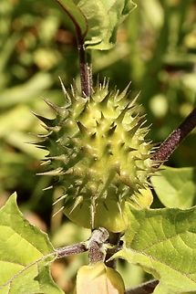Common thorn apple - Datura stramonium https://solgenomics.net/organism/1498/view

Datura stramonium commonly known as jimsonweed or common thornapple) is an annual plant of the Solanaceae family that typically grows in nitrogen-rich soils. All members of the genus Datura are known to be rich in tropane alkaloids like scopolamine and hyoscyamine (1). The jimsonweed has been used in the study of tropane alkaloids biosynthesis (2, 3, 4) and carbohydrate binding-properties on the lectin (5, 6).

Introduced species ,found on vacant land. Australia,Datura stramonium,Geotagged,Jimsonweed,Summereamw flora