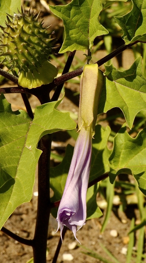 Common thorn apple - Datura stramonium I checked a few times but never seen the flower open up anymore . Australia,Datura stramonium,Eamw flora,Geotagged,Jimsonweed,Summer