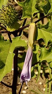 Common thorn apple - Datura stramonium I checked a few times but never seen the flower open up anymore . Australia,Datura stramonium,Eamw flora,Geotagged,Jimsonweed,Summer