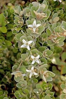 White Correa - Correa alba Growing amongst granite bolders. Australia,Correa alba,Eamw flora,Geotagged,Summer,White correa