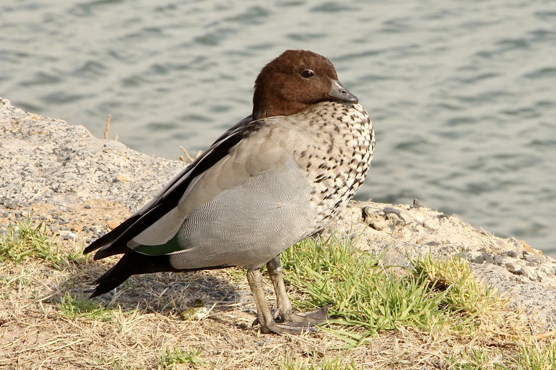 Australian Wood Duck - Chenonetta jubata Looks like it ate to much. The male of the species. Australia,Australian Wood Duck,Birds,Birds Victor harbor,Chenonetta jubata,Eamw birds,Geotagged,Summer