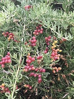 Nitre bush - Nitraria billardierei  Australia,Eamw flora,Geotagged,Nitraria billardierei,Nitre bush,Summer