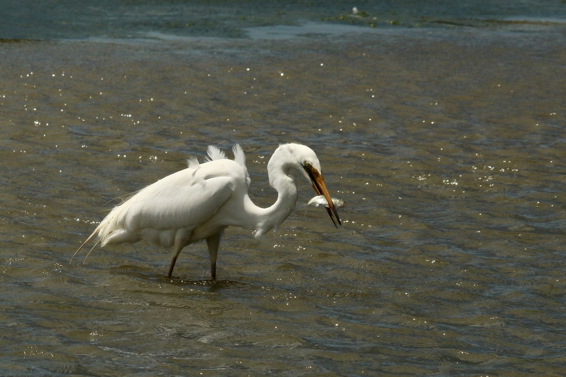 Eastern Great Egret - Ardea alba modesta Lucky me,fish for lunch Ardea alba modesta,Australia,Eamw birds,Eastern Great Egret,Geotagged,Summer