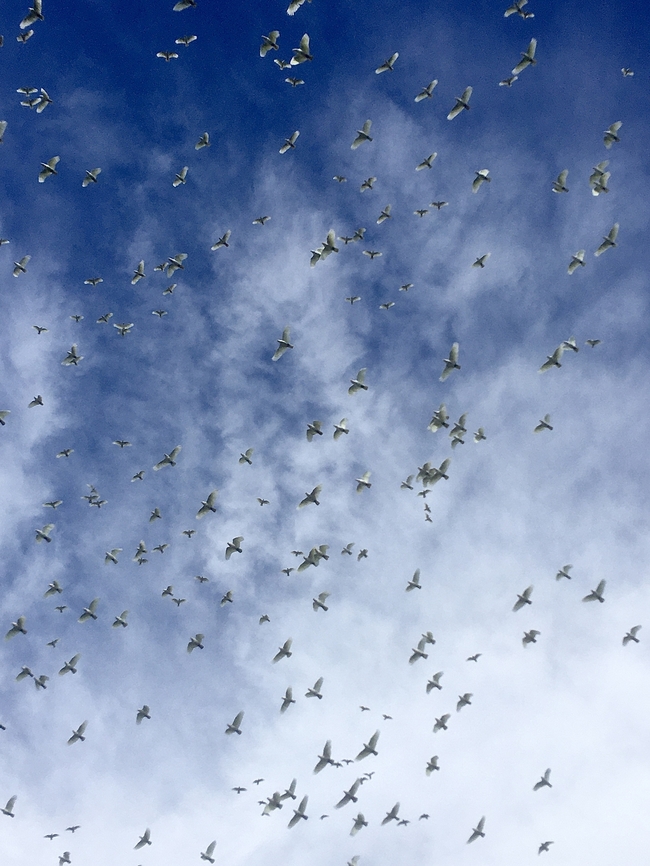 Little corella - Cacatua sanguinea) Little corellas taking flight.( Sorry one of the moments when you don&rsquo;t have your camera with you, only the IPhone. Australia,Cacatua sanguinea,Eamw birds,Geotagged,Little corella,Summer