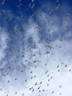 Little corella - Cacatua sanguinea) Little corellas taking flight.( Sorry one of the moments when you don&rsquo;t have your camera with you, only the IPhone. Australia,Cacatua sanguinea,Eamw birds,Geotagged,Little corella,Summer