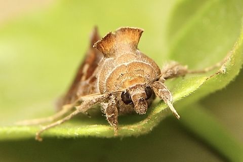 Green Garden Looper - Chrysodeixis eriosoma  Australia,Chrysodeixis,Chrysodeixis eriosoma,Eamw moth,Geotagged,Green Garden Looper,Summer