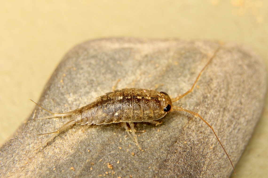 Australian marine slater - Ligia australiensis Found it running on rocks at low tide ,a considerable distance from rock pools. Australia,Geotagged,Ligia australiensis,Summer,eamw marine invertebrates
