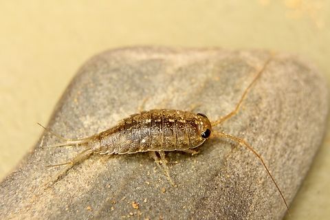 Australian marine slater - Ligia australiensis Found it running on rocks at low tide ,a considerable distance from rock pools. Australia,Geotagged,Ligia australiensis,Summer,eamw marine invertebrates