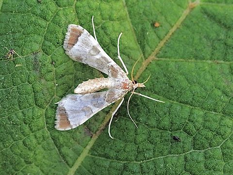 Poroporo fruit borer - Leucinodes cordalis  Australia,Eamw moth,Eggfruit caterpillar,Geotagged,Leucinodes cordalis,Leucinodes ew,Summer