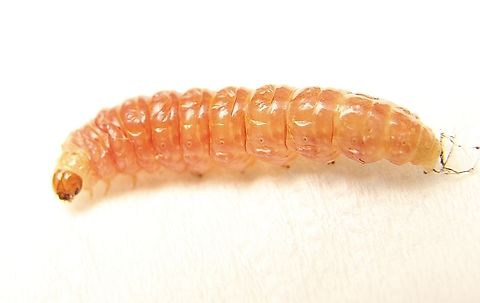 Poroporo fruit borer caterpillar - Leucinodes cordalis Removed from a kangaroo apple fruit ( Solanum aviculare) .The caterpillar was approximately 18 mm long. Australia,Eamw caterpillars,Eamw moth,Eggfruit caterpillar,Geotagged,Leucinodes cordalis,Leucinodes ew,Summer