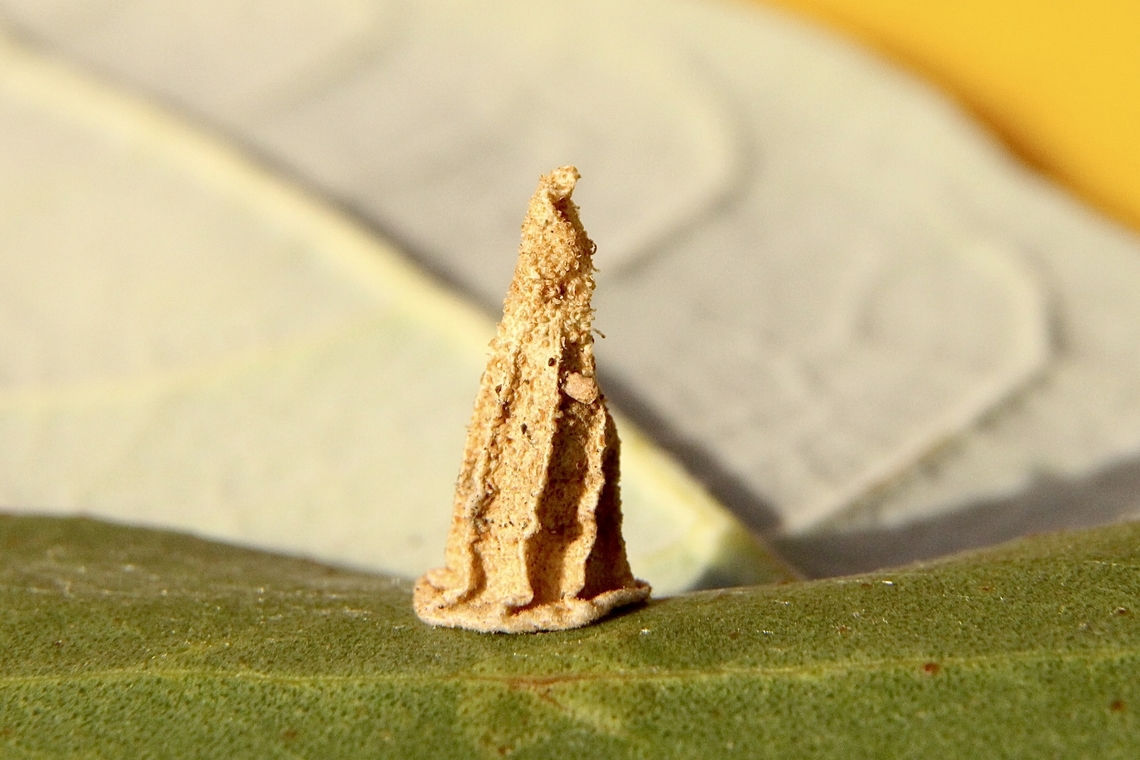Ribbed case moth - Hyalarcta nigrescens Early instar, later it will develop a hanging bag shelter. This one is only about 12 mm high. Australia,Case moth,Eamw case moth,Eamw moth,Encounter Bay SA,Geotagged,Hyalarcta,Hyalarcta nigrescens,Ribbed Case Moth,Summer