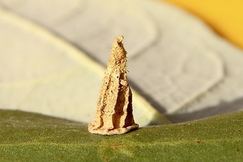 Ribbed case moth - Hyalarcta nigrescens Early instar, later it will develop a hanging bag shelter. This one is only about 12 mm high. Australia,Case moth,Eamw case moth,Eamw moth,Encounter Bay SA,Geotagged,Hyalarcta,Hyalarcta nigrescens,Ribbed Case Moth,Summer