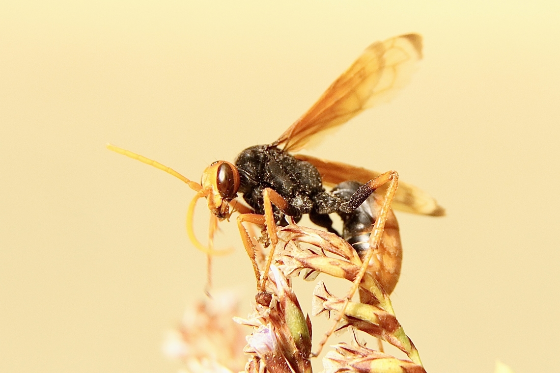 Spider wasp - Genus : Cryptocheilus Observed hunting frantically amongst leaf litter. Had to capture it and cool it down at home for a photo opportunity. Released within vicinity of capture Australia,Eamw wasps,Geotagged,Summer