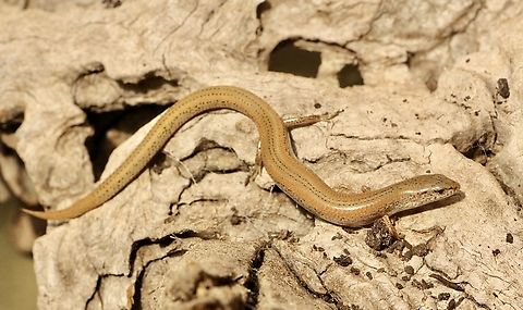 Four-toed earless skink - Hemiergis peronii  Australia,Eamw reptiles,Four-toed earless skink,Geotagged,Hemiergis peronii,Summer