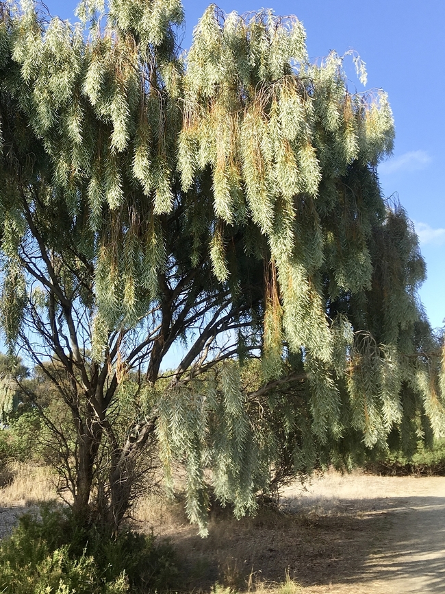 Weeping Myall - Acacia pendula  Acacia pendula,Australia,Eamw flora,Geotagged,Summer,Weeping Myall