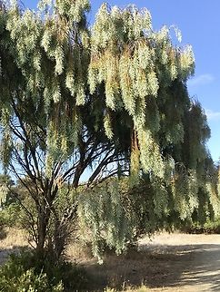 Weeping Myall - Acacia pendula  Acacia pendula,Australia,Eamw flora,Geotagged,Summer,Weeping Myall