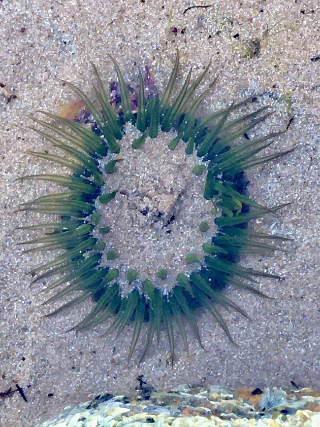 Green snake lock anemone - Aulactinia veratra Visible in Rockpool at low tide. Aulactinia veratra,Australia,Geotagged,Green snakelock anemone,Summer,eamw marine invertebrates