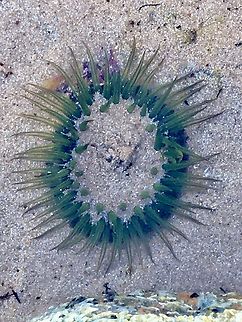 Green snake lock anemone - Aulactinia veratra Visible in Rockpool at low tide. Aulactinia veratra,Australia,Geotagged,Green snakelock anemone,Summer,eamw marine invertebrates