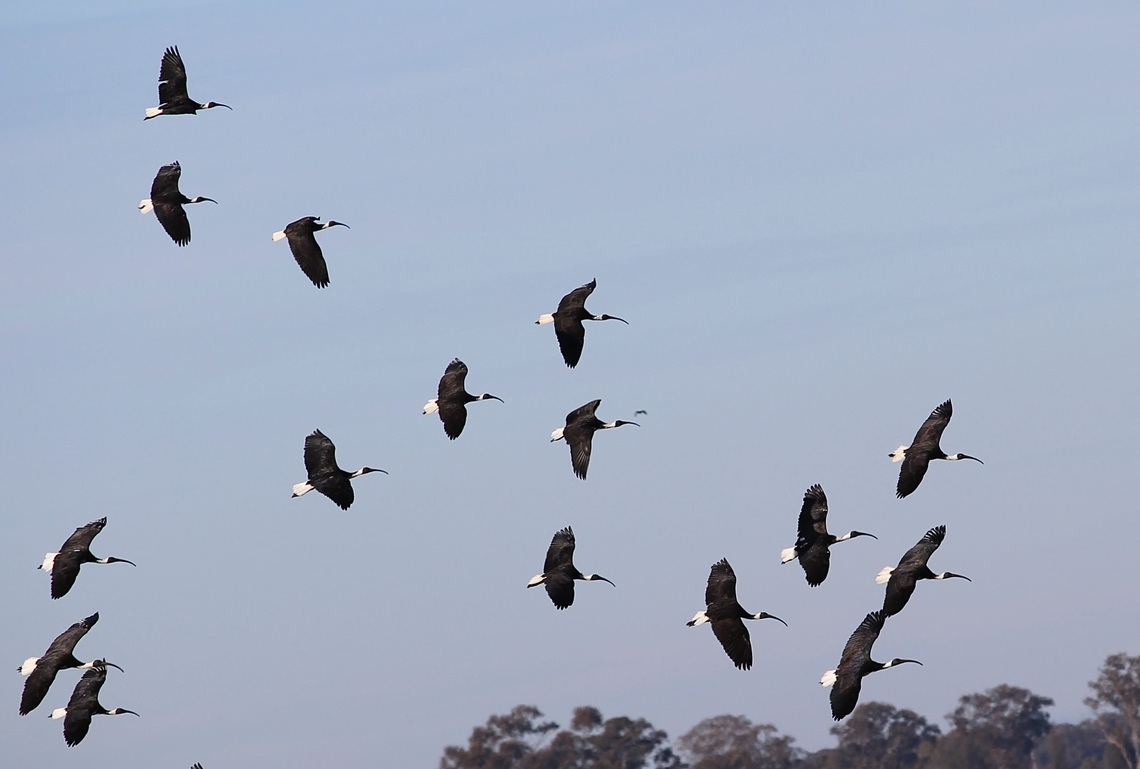 Straw-necked ibis - Threskiornis spinicollis  Australia,Eamw birds,Geotagged,Straw-necked ibis,Threskiornis spinicollis,Winter