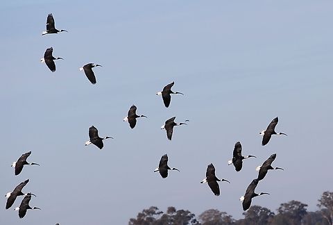Straw-necked ibis - Threskiornis spinicollis  Australia,Eamw birds,Geotagged,Straw-necked ibis,Threskiornis spinicollis,Winter