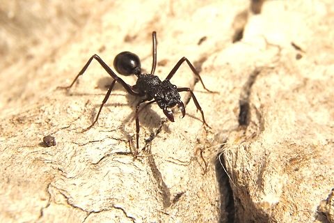 Pony ant - Rhytidoponera Observed on Ocean beach. Australia,Geotagged,Summer,eamw ants