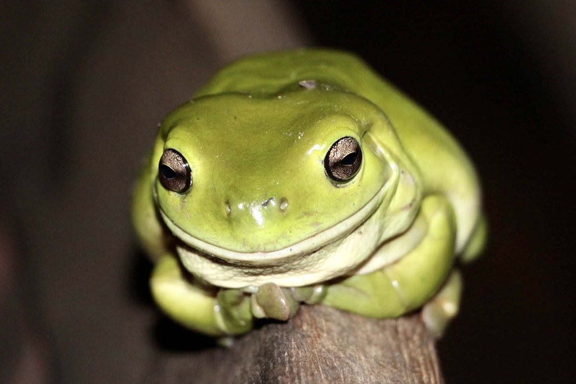 Australian green tree frog - Litoria caerulea  Australia,Australian green tree frog,Caenurgina caerulea,Eamw frogs,Geotagged,Litoria caerulea,Winter