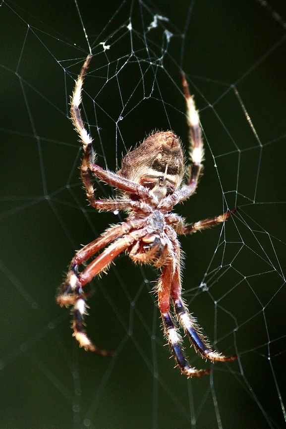 Garden Orbweaver ,Genus Hortophora  Australia,Eamw spiders,Fall,Geotagged