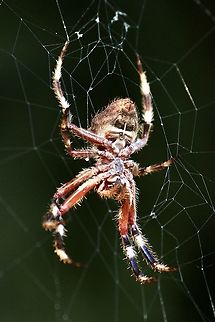 Garden Orbweaver ,Genus Hortophora  Australia,Eamw spiders,Fall,Geotagged