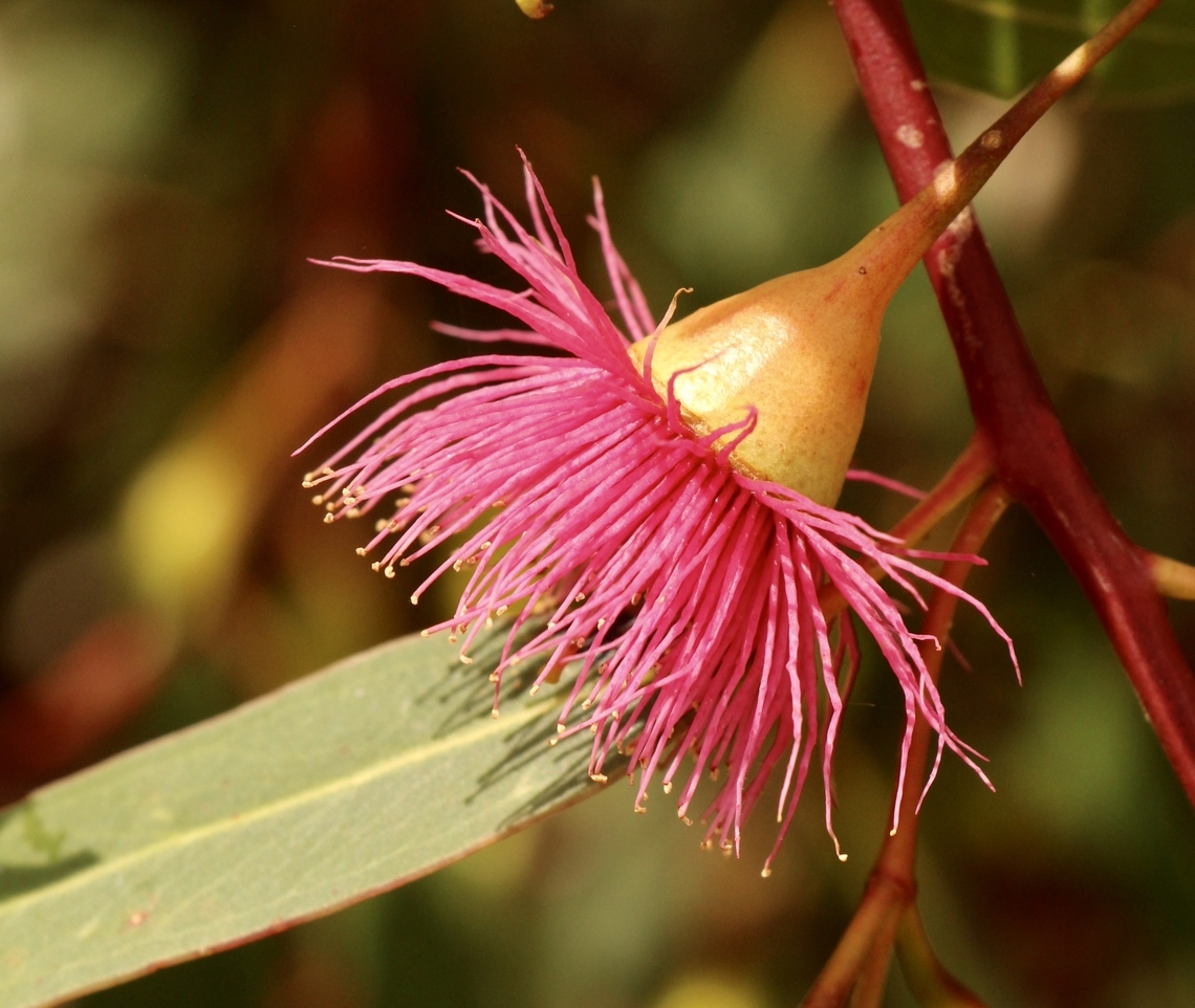 Yellow gum - Eucalyptus leucoxylon Often used as an ornamental tree in parks and gardens. Australia,Eamw eucalyptus,Eamw flora,Eucalyptus leucoxylon,Geotagged,Summer,Yellow gum
