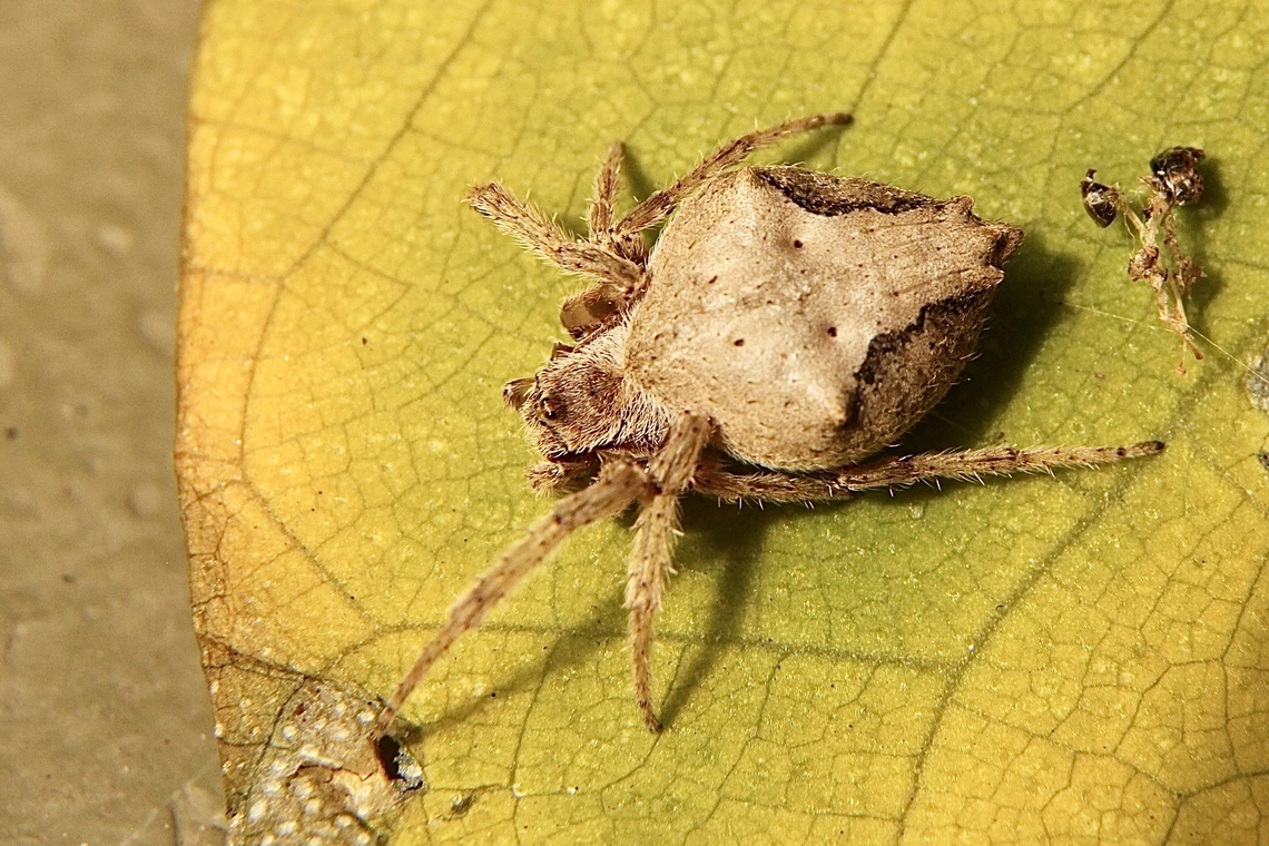 Knobbled Orbweaver - Eriophora pustulosa Not sure about identification. Australia,Eamw spiders,Eriophora pustulosa,Geotagged,Knobbled Orbweaver,Summer